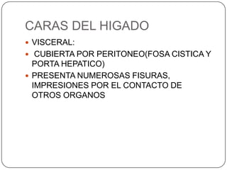 CARAS DEL HIGADO
 VISCERAL:
 CUBIERTA POR PERITONEO(FOSA CISTICA Y

PORTA HEPATICO)
 PRESENTA NUMEROSAS FISURAS,
IMPRESIONES POR EL CONTACTO DE
OTROS ORGANOS

 