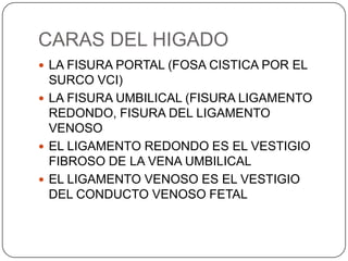 CARAS DEL HIGADO
 LA FISURA PORTAL (FOSA CISTICA POR EL

SURCO VCI)
 LA FISURA UMBILICAL (FISURA LIGAMENTO
REDONDO, FISURA DEL LIGAMENTO
VENOSO
 EL LIGAMENTO REDONDO ES EL VESTIGIO
FIBROSO DE LA VENA UMBILICAL
 EL LIGAMENTO VENOSO ES EL VESTIGIO
DEL CONDUCTO VENOSO FETAL

 