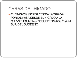 CARAS DEL HIGADO
 EL OMENTO MENOR RODEA LA TRIADA

PORTAL PASA DESDE EL HIGADO A LA
CURVATURA MENOR DEL ESTOMAGO Y 2CM
SUP. DEL DUODENO

 