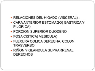  RELACIONES DEL HIGADO (VISCERAL) :
 CARA ANTERIOR ESTOMAGO( GASTRICA Y






PILORICA)
PORCION SUPERIOR DUODENO
FOSA CISTICA( VESICULA)
FLEXURA COLICA DERECHA, COLON
TRASVERSO
RIÑON Y GLANDULA SUPRARRENAL
DERECHOS

 