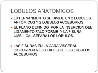 LOBULOS ANATOMICOS
 EXTERNANMENTO SE DIVIDE EN 2 LOBULOS

ANTOMICOS Y 2 LOBULOS ACCESORIOS
 EL PLANO DEFINIDO POR LA INSERCION DEL
LIGAMENTO FALCIFORME Y LA FISURA
UMBILICAL SEPARA LOS LOBULOS.
 LAS FISURAS EN LA CARA VISCERAL

DISCURREN A LOS LADOS DE LOS LUBULOS
ACCESORIOS

 