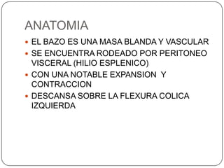 ANATOMIA
 EL BAZO ES UNA MASA BLANDA Y VASCULAR
 SE ENCUENTRA RODEADO POR PERITONEO

VISCERAL (HILIO ESPLENICO)
 CON UNA NOTABLE EXPANSION Y
CONTRACCION
 DESCANSA SOBRE LA FLEXURA COLICA
IZQUIERDA

 