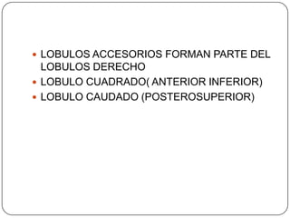  LOBULOS ACCESORIOS FORMAN PARTE DEL

LOBULOS DERECHO
 LOBULO CUADRADO( ANTERIOR INFERIOR)
 LOBULO CAUDADO (POSTEROSUPERIOR)

 