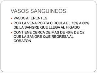 VASOS SANGUINEOS
 VASOS AFERENTES
 POR LA VENA PORTA CIRCULA EL 75% A 80%

DE LA SANGRE QUE LLEGA AL HIGADO
 CONTIENE CERCA DE MAS DE 40% DE O2
QUE LA SANGRE QUE REGRESA AL
CORAZON

 