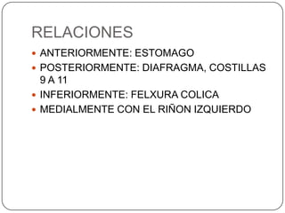 RELACIONES
 ANTERIORMENTE: ESTOMAGO
 POSTERIORMENTE: DIAFRAGMA, COSTILLAS

9 A 11
 INFERIORMENTE: FELXURA COLICA
 MEDIALMENTE CON EL RIÑON IZQUIERDO

 