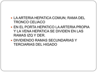  LA ARTERIA HEPATICA COMUN; RAMA DEL

TRONCO CELIACO
 EN EL PORTA HEPATICO LA ARTERIA PROPIA
Y LA VENA HEPATICA SE DIVIDEN EN LAS
RAMAS IZQ Y DER.
 DIVIDIENDO RAMAS SECUNDARIAS Y
TERCIARIAS DEL HIGADO

 