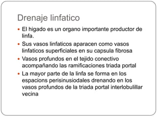 Drenaje linfatico
 El higado es un organo importante productor de

linfa.
 Sus vasos linfaticos aparacen como vasos
linfaticos superficiales en su capsula fibrosa
 Vasos profundos en el tejido conectivo
acompañando las ramificaciones triada portal
 La mayor parte de la linfa se forma en los
espacions perisinusiodales drenando en los
vasos profundos de la triada portal interlobulillar
vecina

 