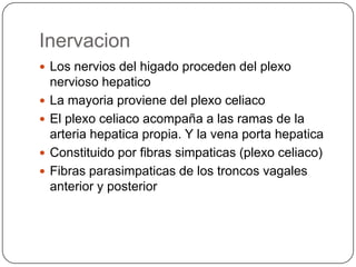 Inervacion
 Los nervios del higado proceden del plexo





nervioso hepatico
La mayoria proviene del plexo celiaco
El plexo celiaco acompaña a las ramas de la
arteria hepatica propia. Y la vena porta hepatica
Constituido por fibras simpaticas (plexo celiaco)
Fibras parasimpaticas de los troncos vagales
anterior y posterior

 