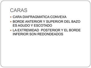 CARAS
 CARA DIAFRAGMATICA:CONVEXA
 BORDE ANTERIOR Y SUPERIOR DEL BAZO

ES AGUDO Y ESCOTADO
 LA EXTREMIDAD POSTERIOR Y EL BORDE
INFERIOR SON REDONDEADOS

 