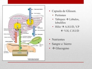 Glisson Higado | PPTX