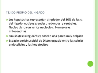 TEJIDO PROPIO DEL HIGADO
 Los hepatocitos representan alrededor del 80% de las c.
del higado, nucleos grandes , redondos y centrales.
Nucleo claro con varios nucleolos. Numerosas
mitocondrias
 Sinusoides: irregulares y poseen una pared muy delgada
 Espacio perisinusoidal de Disse: espacio entre las celulas
endoteliales y los hepatocitos
 