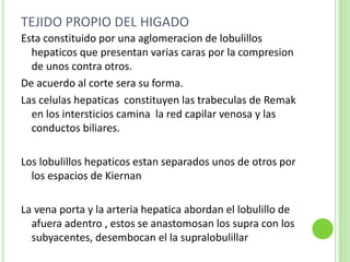 TEJIDO PROPIO DEL HIGADO
Esta constituido por una aglomeracion de lobulillos
hepaticos que presentan varias caras por la compresion
de unos contra otros.
De acuerdo al corte sera su forma.
Las celulas hepaticas constituyen las trabeculas de Remak
en los intersticios camina la red capilar venosa y las
conductos biliares.
Los lobulillos hepaticos estan separados unos de otros por
los espacios de Kiernan
La vena porta y la arteria hepatica abordan el lobulillo de
afuera adentro , estos se anastomosan los supra con los
subyacentes, desembocan el la supralobulillar
 