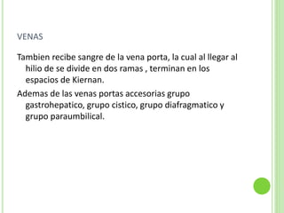 VENAS
Tambien recibe sangre de la vena porta, la cual al llegar al
hilio de se divide en dos ramas , terminan en los
espacios de Kiernan.
Ademas de las venas portas accesorias grupo
gastrohepatico, grupo cistico, grupo diafragmatico y
grupo paraumbilical.
 