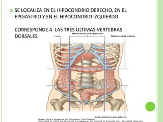  SE LOCALIZA EN EL HIPOCONDRIO DERECHO, EN EL
EPIGASTRIO Y EN EL HIPOCONDRIO IZQUIERDO
CORRESPONDE A LAS TRES ULTIMAS VERTEBRAS
DORSALES
 