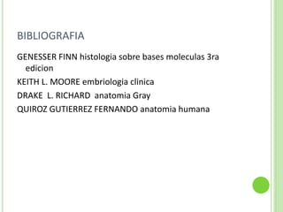 BIBLIOGRAFIA
GENESSER FINN histologia sobre bases moleculas 3ra
edicion
KEITH L. MOORE embriologia clinica
DRAKE L. RICHARD anatomia Gray
QUIROZ GUTIERREZ FERNANDO anatomia humana
 