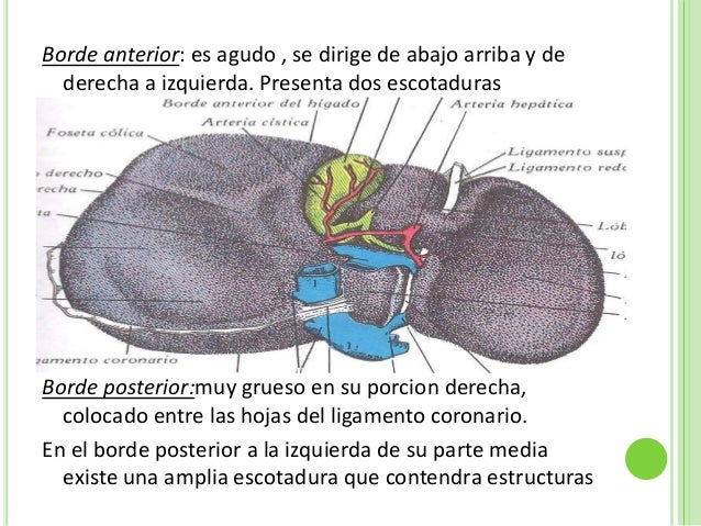 Higado