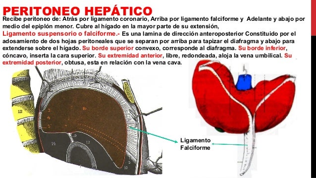 Anatomia del Higado