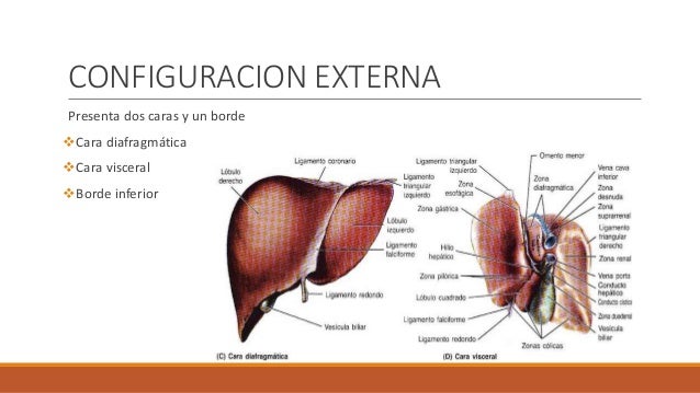 El Higado Vierte La Bilis Directamente Al Duodeno