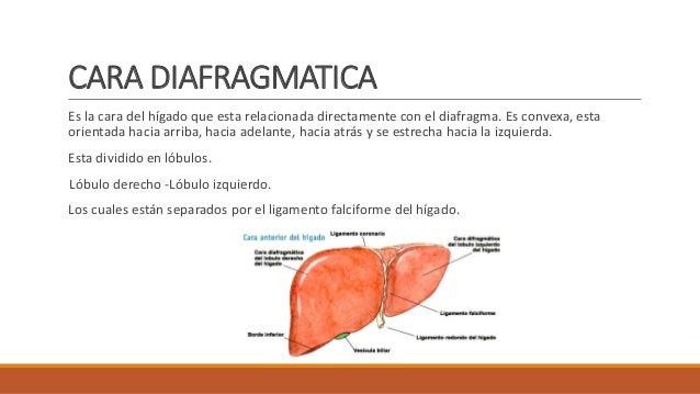 El Higado Vierte La Bilis Directamente Al Duodeno