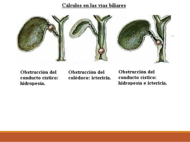 Higado