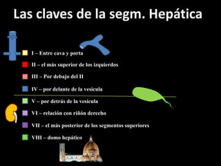 I – Entre cava y porta
II – el más superior de los izquierdos
III – Por debajo del II
IV – por delante de la vesícula
V – por detrás de la vesícula
VI – relación con riñón derecho
VII – el más posterior de los segmentos superiores
VIII – domo hepático
Las claves de la segm. Hepática
 