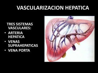 VASCULARIZACION HEPATICA
TRES SISTEMAS
VASCULARES:
• ARTERIA
HEPATICA
• VENAS
SUPRAHEPATICAS
• VENA PORTA
 