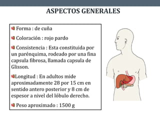 ASPECTOS GENERALES
Forma : de cuña
Coloración : rojo pardo
Consistencia : Esta constituida por
un parénquima, rodeado por una fina
capsula fibrosa, llamada capsula de
Glisson.
Longitud : En adultos mide
aproximadamente 28 por 15 cm en
sentido antero posterior y 8 cm de
espesor a nivel del lóbulo derecho.
Peso aproximado : 1500 g
 