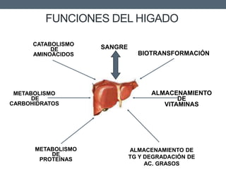 FUNCIONES DEL HIGADO
SANGRECATABOLISMO
DE
AMINOÁCIDOS
METABOLISMO
DE
CARBOHIDRATOS
ALMACENAMIENTO DE
TG Y DEGRADACIÓN DE
AC. GRASOS
ALMACENAMIENTO
DE
VITAMINAS
METABOLISMO
DE
PROTEÍNAS
BIOTRANSFORMACIÓN
 