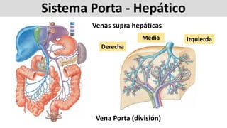 Sistema Porta - Hepático
Venas supra hepáticas
Vena Porta (división)
Derecha
IzquierdaMedia
 