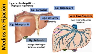 MediosdeFijación
Lig. Coronario
Lig. Triangular D
Lig. Triangular I
Lig. Falciforme
Lig. Redondo
Vena Cava Superior
(Mas importante, venas
hepáticas)(Suspensorio)
(Rezago embriológico
de la vena umbilical)
Ligamentos hepáticos
(Repliegues de peritoneo)
 