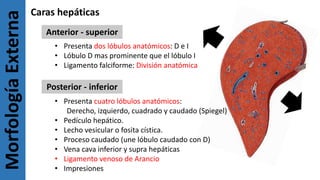 MorfologíaExterna Caras hepáticas
Anterior - superior
Posterior - inferior
• Presenta dos lóbulos anatómicos: D e I
• Lóbulo D mas prominente que el lóbulo I
• Ligamento falciforme: División anatómica
• Presenta cuatro lóbulos anatómicos:
Derecho, izquierdo, cuadrado y caudado (Spiegel)
• Pedículo hepático.
• Lecho vesicular o fosita cística.
• Proceso caudado (une lóbulo caudado con D)
• Vena cava inferior y supra hepáticas
• Ligamento venoso de Arancio
• Impresiones
 