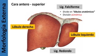 MorfologíaExterna Cara antero - superior
Lóbulo derecho
Lóbulo Izquierdo
Lig. Falciforme
Lig. Redondo
• Divide en “lóbulos anatómicos”
• División asimétrica
 