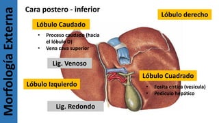 MorfologíaExterna Cara postero - inferior
Lóbulo derecho
Lóbulo Izquierdo
Lig. Venoso
Lig. Redondo
Lóbulo Cuadrado
• Fosita cística (vesícula)
• Pedículo hepático
Lóbulo Caudado
• Proceso caudado (hacia
el lóbulo D)
• Vena cava superior
 