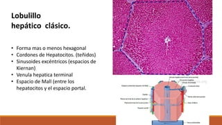 Lobulillo
hepático clásico.
• Forma mas o menos hexagonal
• Cordones de Hepatocitos. (teñidos)
• Sinusoides excéntricos (espacios de
Kiernan)
• Venula hepatica terminal
• Espacio de Mall (entre los
hepatocitos y el espacio portal.
 