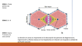 ZONA 1. Triada
portal y eje
menor.
ZONA 2. 1 - 3
ZONA 3. lejana.
Y cercana a la
vena central
La división en zonas es importante en la descripción de patrones de degeneracion,
regeneración y efectos toxicos en los hepatocitos en relación con el grado o calidad de
perfusión vascular.
 