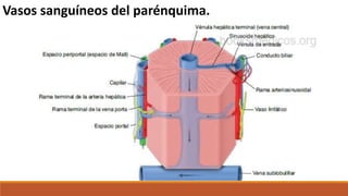 Vasos sanguíneos del parénquima.
 