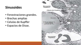 Sinusoides
• Fenestraciones grandes.
• Brechas amplias
• Celulas de Kupffer
• Espacios de Disse.
 