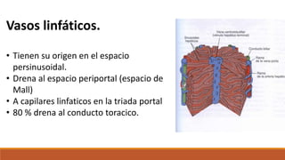 Vasos linfáticos.
• Tienen su origen en el espacio
persinusoidal.
• Drena al espacio periportal (espacio de
Mall)
• A capilares linfaticos en la triada portal
• 80 % drena al conducto toracico.
 