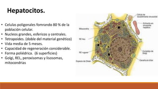 Hepatocitos.
• Celulas poligonales fomrando 80 % de la
población celular.
• Nucleos grandes, esfericos y centrales.
• Tetrapoides. (doble del material genético)
• Vida media de 5 meses.
• Capacidad de regeneración considerable.
• Forma poliédrica. (6 superficies)
• Golgi, REL, peroxisomas y lisosomas,
mitocondrias
 