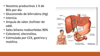 • Nosotros producimos 1 lt de
Bilis por dia
• Glucoronido de bilirrubina (Hg)
• Ictericia
• Ampula de váter /esfínter de
oddi.
• Sales biliares reabsorbidas 90%
• Colesterol, electrolitos.
• Estimulada por CCK, gastrina y
motilina.
 