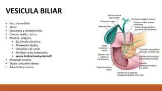 VESICULA BILIAR
• Saco distendible
• 50 ml
• Concentra y almacena bilis
• Cuerpo, cuello, cístico.
• Mucosa: pliegues.
• Ep. Simple cilindrico.
• Microvellosidades,
• Complejos de unión
• Similares a los enterocitos
• senos de Rokitansky-Aschoff,
• Muscular externa
• Tejido conjuntivo denso
• Adventicia y serosa.
 