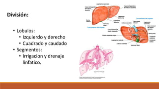 División:
• Lobulos:
• Izquierdo y derecho
• Cuadrado y caudado
• Segmentos:
• Irrigacion y drenaje
linfatico.
 