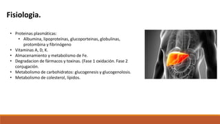 Fisiologia.
• Proteinas plasmáticas:
• Albumina, lipoproteínas, glucoporteinas, globulinas,
protombina y fibrinógeno
• Vitaminas A, D, K.
• Almacenamiento y metabolismo de Fe.
• Degradacion de fármacos y toxinas. (Fase 1 oxidación. Fase 2
conjugación.
• Metabolismo de carbohidratos: glucogenesis y glucogenolosis.
• Metabolismo de colesterol, lípidos.
 