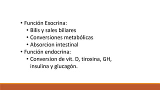 • Función Exocrina:
• Bilis y sales biliares
• Conversiones metabólicas
• Absorcion intestinal
• Función endocrina:
• Conversion de vit. D, tiroxina, GH,
insulina y glucagón.
 