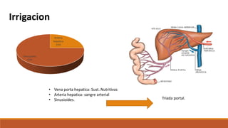 Irrigacion
Arteria
hepatica
25%
Vena porta
75%
• Vena porta hepatica: Sust. Nutritivas
• Arteria hepatica: sangre arterial
• Sinusioides. Triada portal.
 