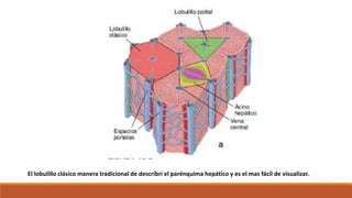 El lobulillo clásico manera tradicional de describri el parénquima hepático y es el mas fácil de visualizar.
 