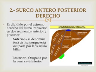 
2.- SURCO ANTERO POSTERIOR
DERECHO
- Es dividido por el extremo
derecho del surco transverso
en dos segmentos anterior y
posterior
Anterior.- se denomina
fosa cística porque esta
ocupada por la vesícula
biliar.
Posterior.- Ocupada por
la vena cava inferior
 
