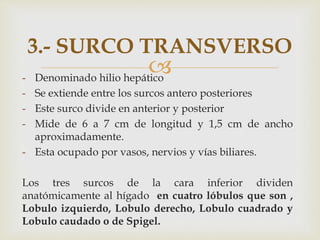
3.- SURCO TRANSVERSO
- Denominado hilio hepático
- Se extiende entre los surcos antero posteriores
- Este surco divide en anterior y posterior
- Mide de 6 a 7 cm de longitud y 1,5 cm de ancho
aproximadamente.
- Esta ocupado por vasos, nervios y vías biliares.
Los tres surcos de la cara inferior dividen
anatómicamente al hígado en cuatro lóbulos que son ,
Lobulo izquierdo, Lobulo derecho, Lobulo cuadrado y
Lobulo caudado o de Spigel.
 