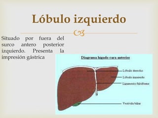 
Lóbulo izquierdo
Situado por fuera del
surco antero posterior
izquierdo. Presenta la
impresión gástrica
 