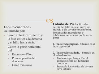 
Lobulo cuadrado.-
Delimitado por:
- Surco anterior izquierdo y
la fosa cística a la derecha
y el hilio hacia atrás.
- Cubre la parte horizontal
del :
- Estomago – Píloro
- Primera porción del
duodeno
- Colon transverso
Lóbulo de Piel.- Situado
detrás del hilio entre el surco de
arancio y de la vena cava inferior.
Presenta dos mamelones o
tubérculos separados por la vena
porta
1.- Tubérculo papilar.- Situado en el
lado izquierdo
2.- Tubérculo caudado.- Situado en
el lado derecho
- Emite una prolongación el
proceso o cola del tubérculo
caudado
- Separa la fosa cística de la vena
cava inferior
 